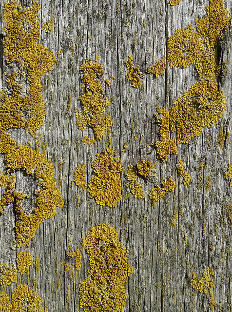 Moss On Wood