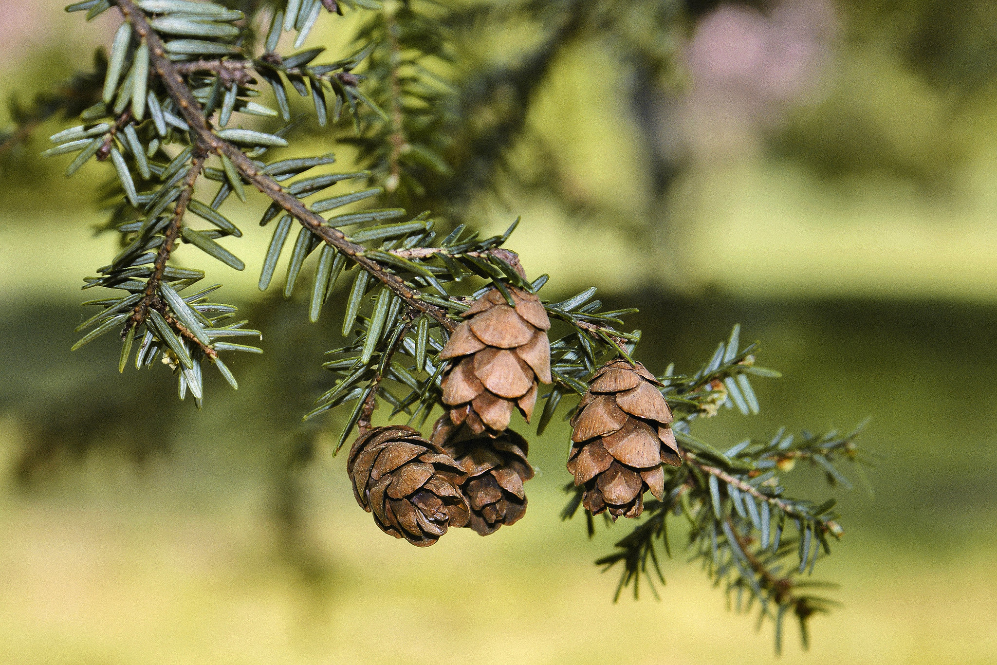 Pine Cones – National Arboretum, Washington D.C.