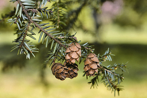 Pine Cones – National Arboretum, Washington D.C.