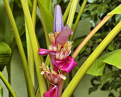 Banana Flower – National Arboretum, Washington DC