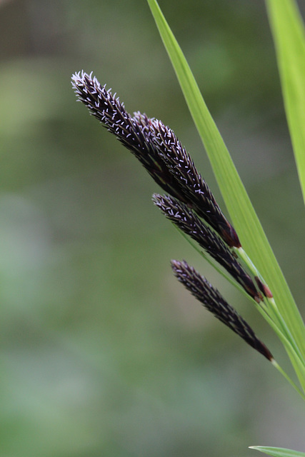 Sedge