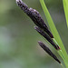 Sedge