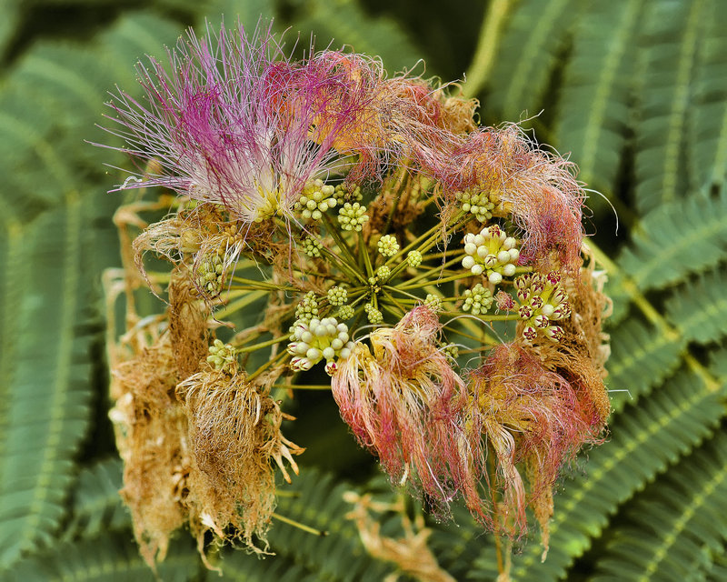 Persian Silk Tree – National Arboretum, Washington DC