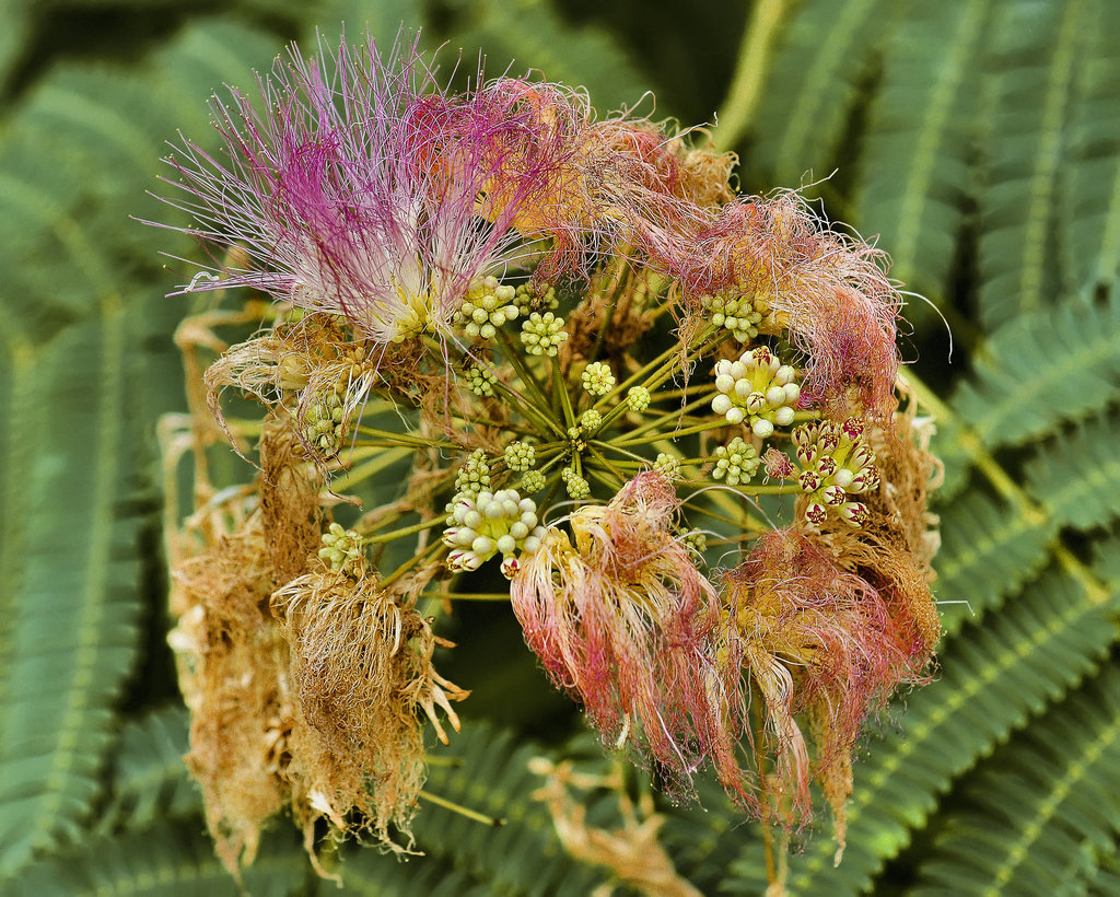 Persian Silk Tree – National Arboretum, Washington DC