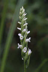 Spiranthes romanzoffiana