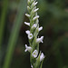 Spiranthes romanzoffiana