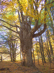 Old Growth Maple?