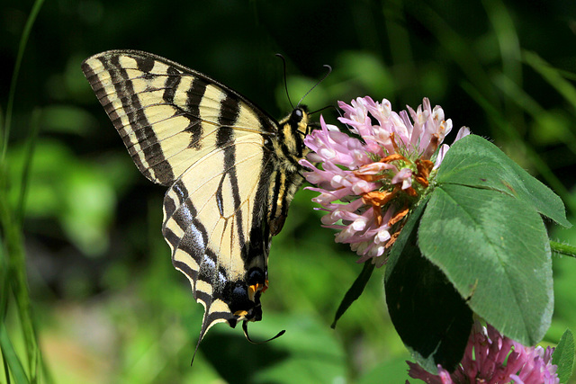 Western Tiger Swallowtail