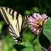 Western Tiger Swallowtail