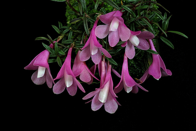 Dendrobium agathodaemonis