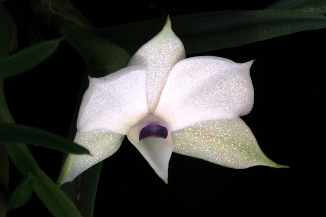 Dendrobium subuliferum