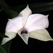 Dendrobium subuliferum