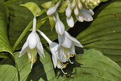 Hosta plantaginea – National Arboretum, Washington DC