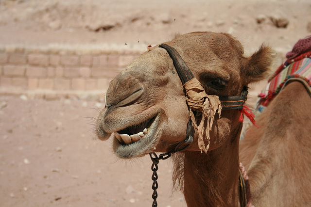 A Camel, Masticating