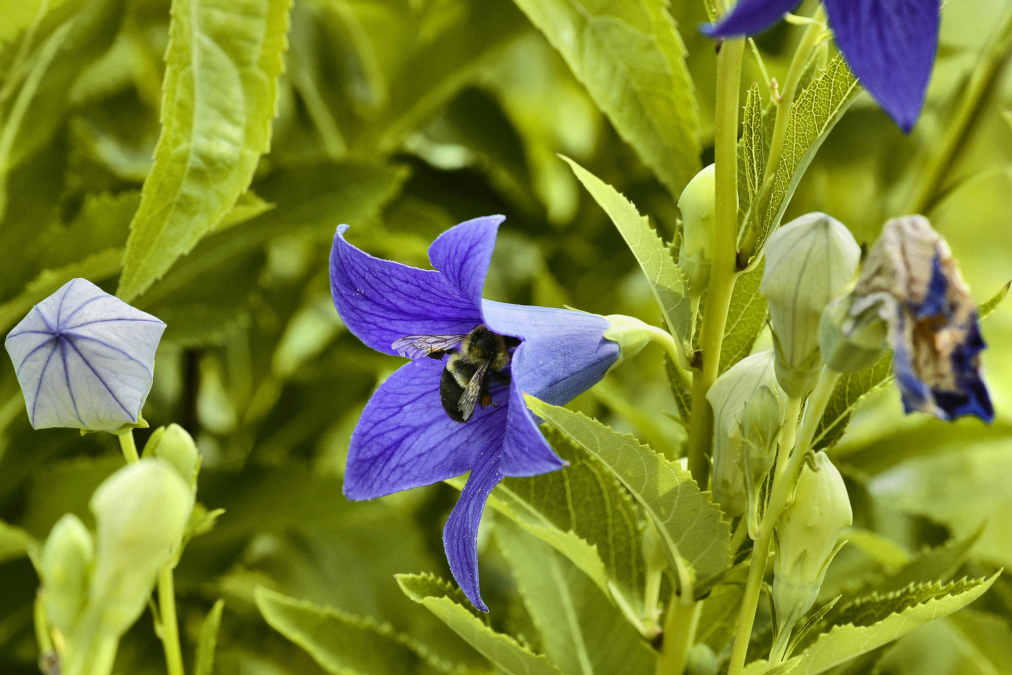 Balloon Flower – National Arboretum, Washington DC
