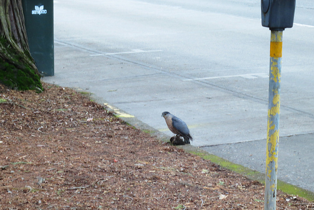 Hawk in the city