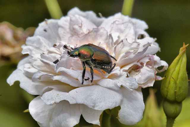 Japanese Beetle – National Arboretum, Washington DC