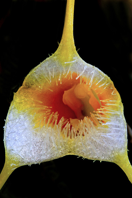 Masdevallia sotoana 'Edward'