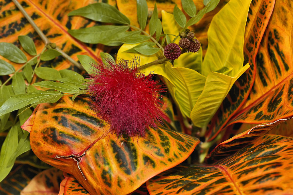Powderpuff Drops in on Croton – Brookside Gardens