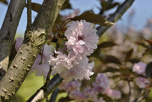 Royal Burgundy Cherry Blossoms – National Arboretum, Washington D.C.