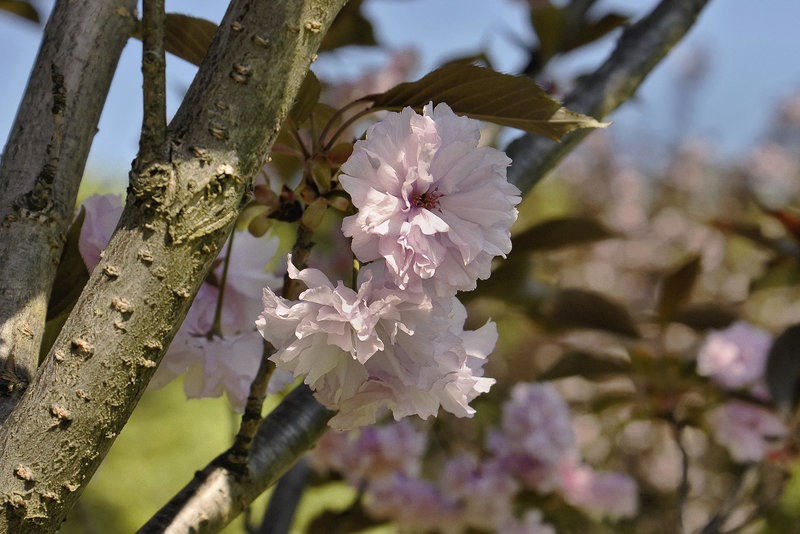 Royal Burgundy Cherry Blossoms – National Arboretum, Washington D.C.