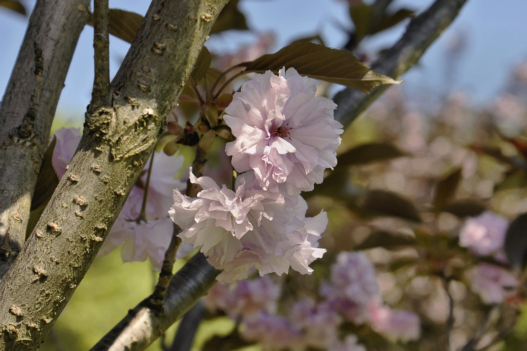 Royal Burgundy Cherry Blossoms – National Arboretum, Washington D.C.
