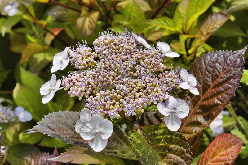 "Lady in Red" Hydrangea – National Arboretum, Washington DC