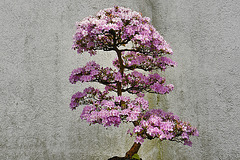 Bonsai Kurume Azalea – National Arboretum, Washington D.C.