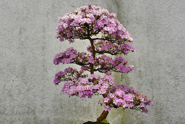 Bonsai Kurume Azalea – National Arboretum, Washington D.C.