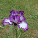 Iris 'Mariposa Autumn '