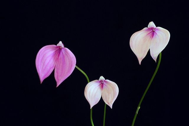 Masdevallia coccinea 'Dwarf Pink'