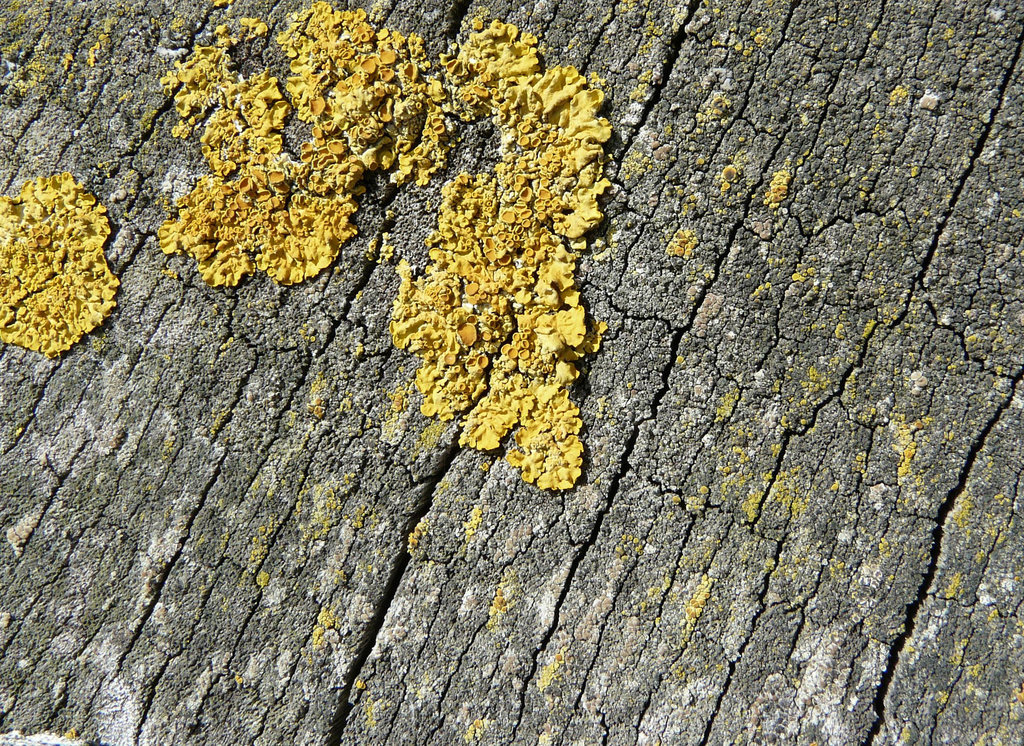 Moss On Wood 2