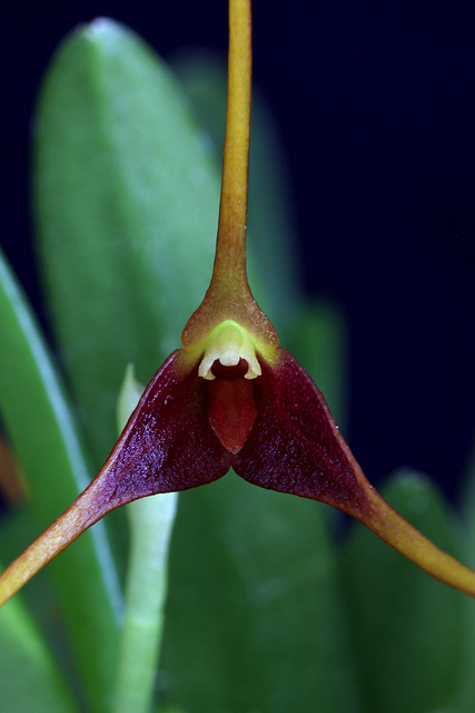 Acinopetala herradurae