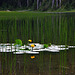 Yellow Pond Lilies at Lake Elizabeth