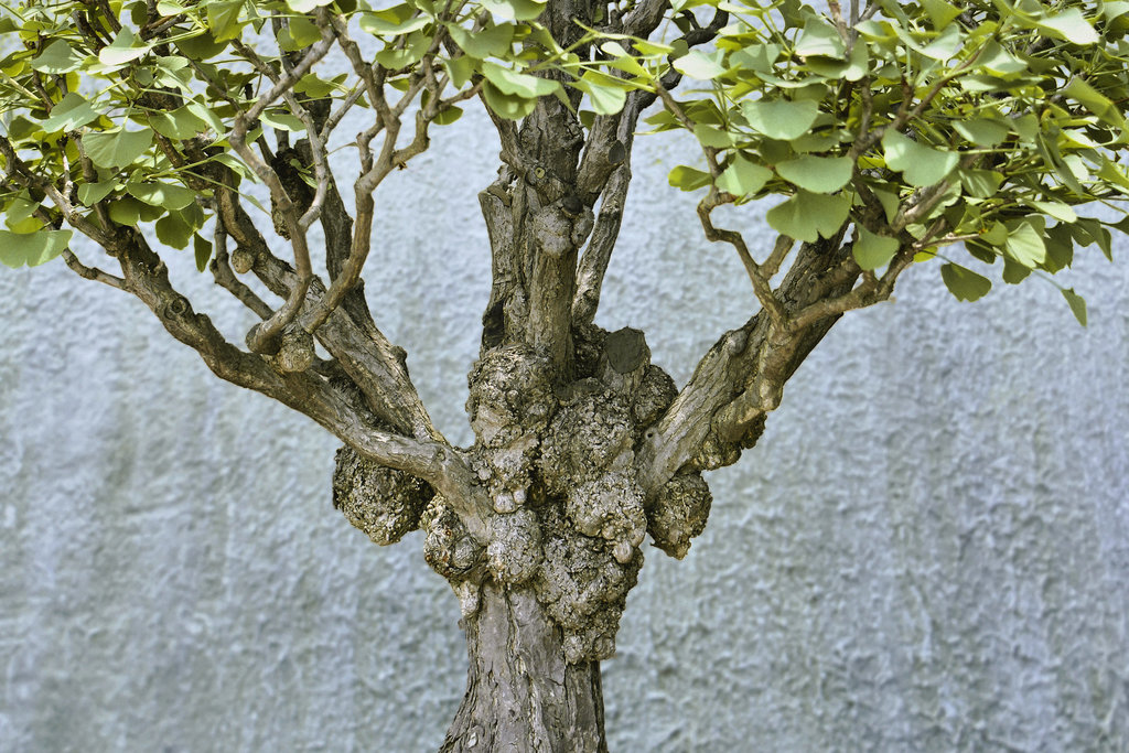 Bonsai Ginkgo – National Arboretum, Washington DC