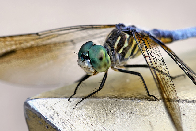 The Green-eyed Monster – National Arboretum, Washington DC