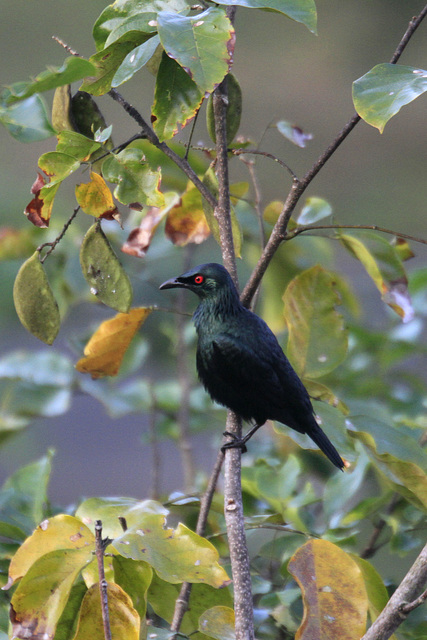 Asian Koel