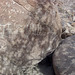 Petroglyphs (114912)