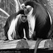 Colobus 111213