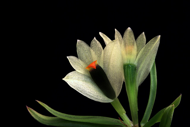 Dendrobium sulphureum var. sulphureum