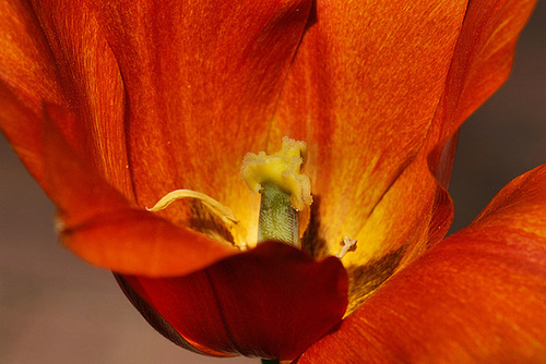 Nature's Lantern – National Arboretum, Washington D.C.