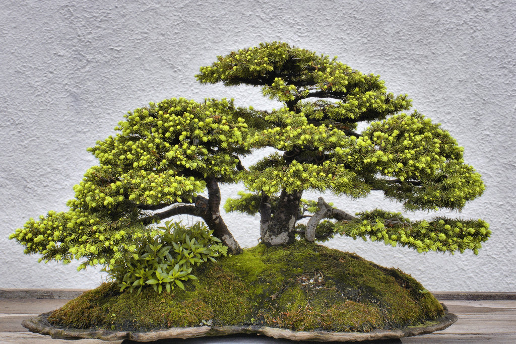 Bonsai Bird's Nest Spruce – National Arboretum, Washington D.C.