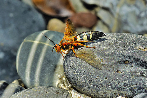 Cicada-Killer Wasp – National Arboretum, Washington D.C.