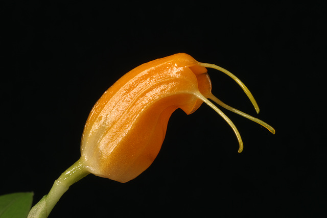 Masdevallia limax