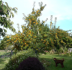 crabapple tree