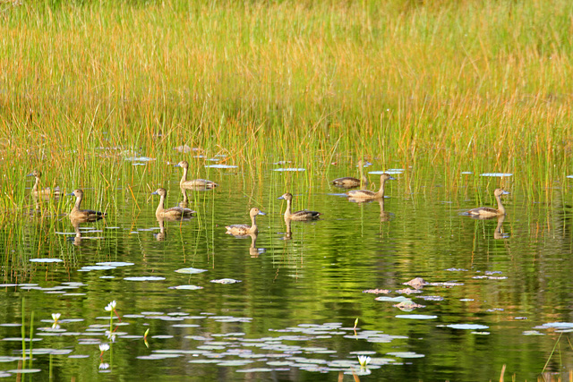 On Golden Pond