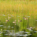 On Golden Pond