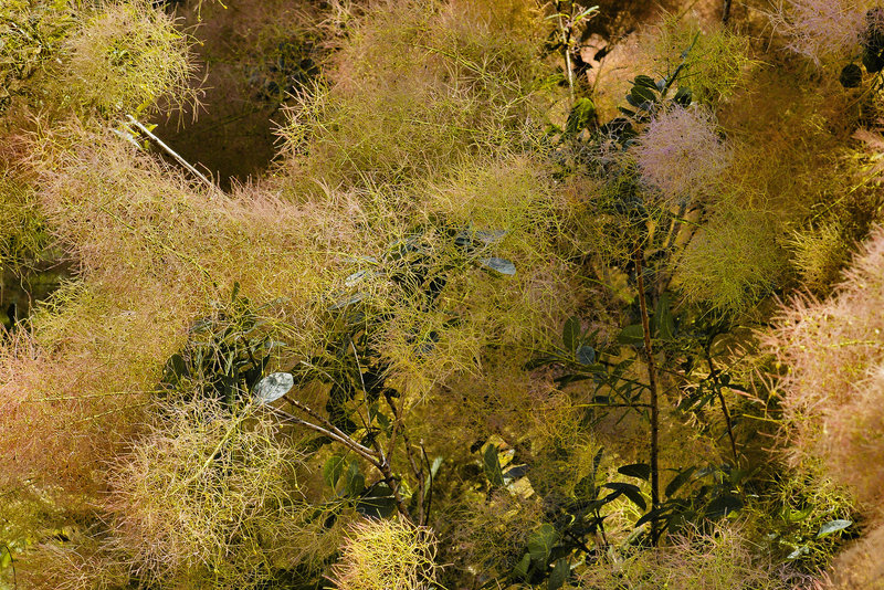 Smokin' – National Arboretum, Washington DC