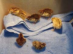 quail nursery