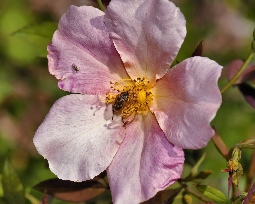 China Rose – National Arboretum, Washington DC
